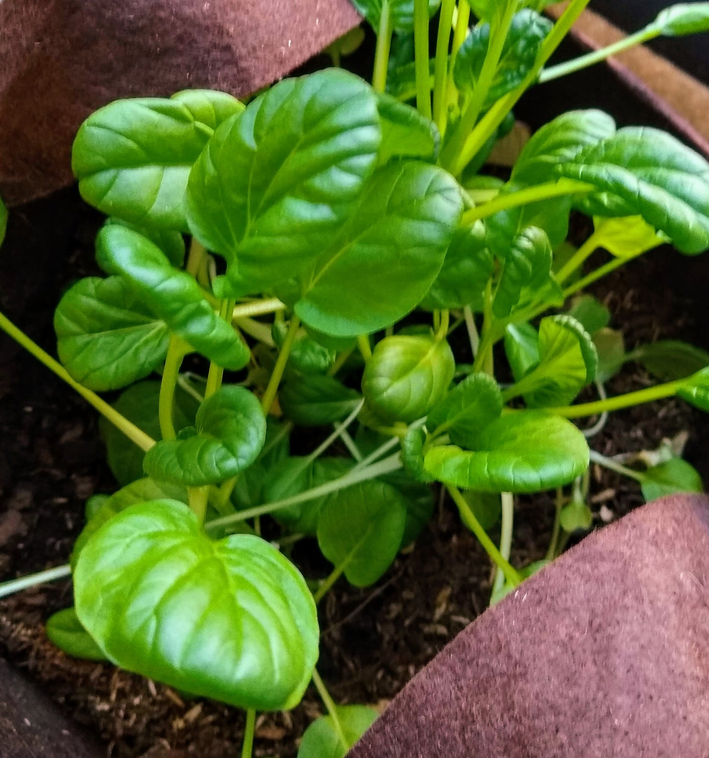 Organic Asian Tatsoi (Leafy Green) Garden Kit.