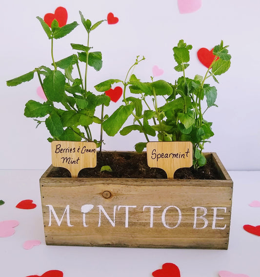 Organic Mint Plants Indoor Window Box Garden Kit