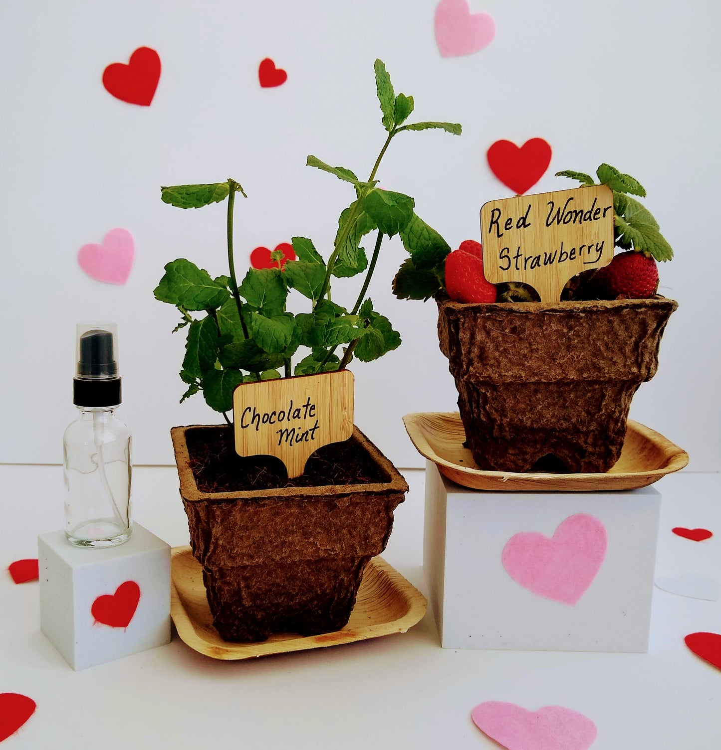 Organic Strawberry and Chocolate Mint Indoor Garden Kit