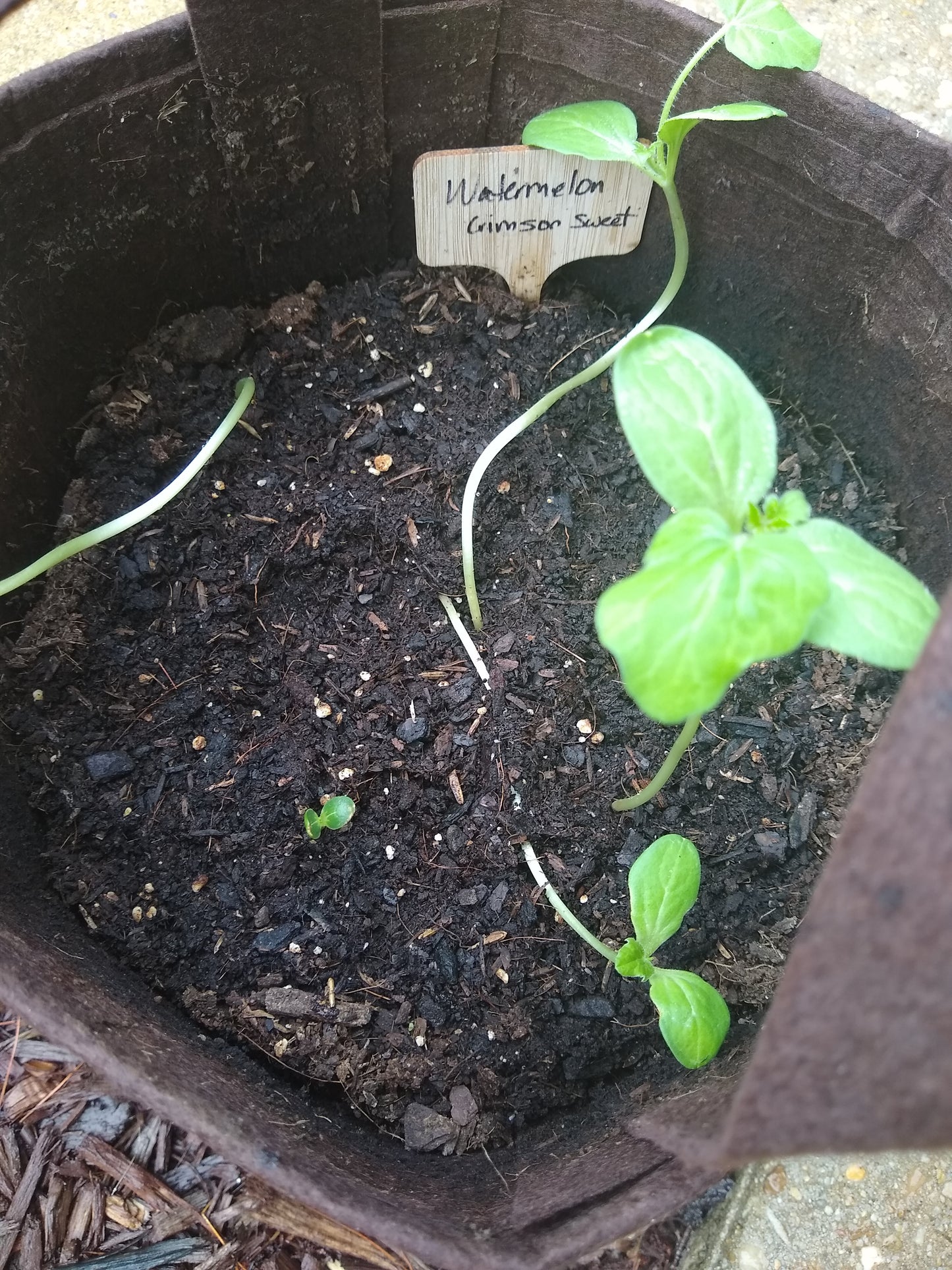 Organic Watermelon Container Garden Kit.