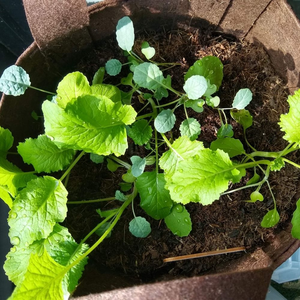 Organic Kale Container Garden Kit.