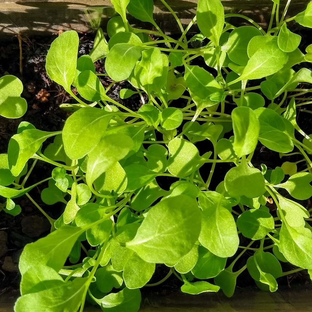 Organic Leafy Greens Starter Kit