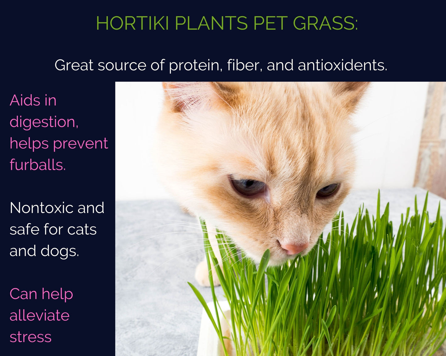Seed Refill: Organic Cat Grass - Dog Grass - Pet Gift - 100% Certified Organic Seeds