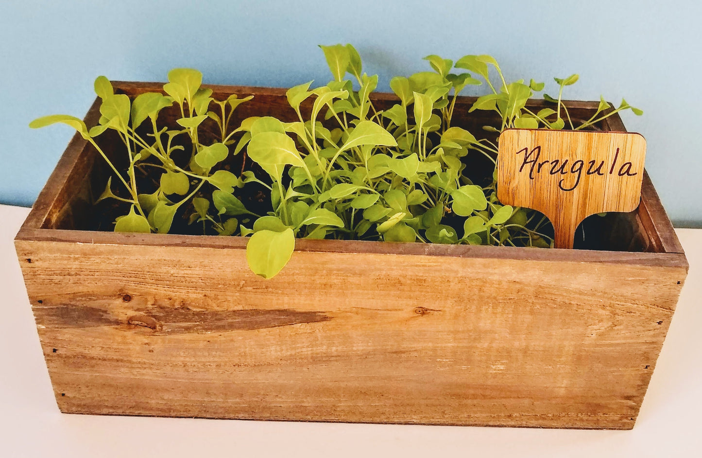 Organic Arugula Indoor Garden Kit