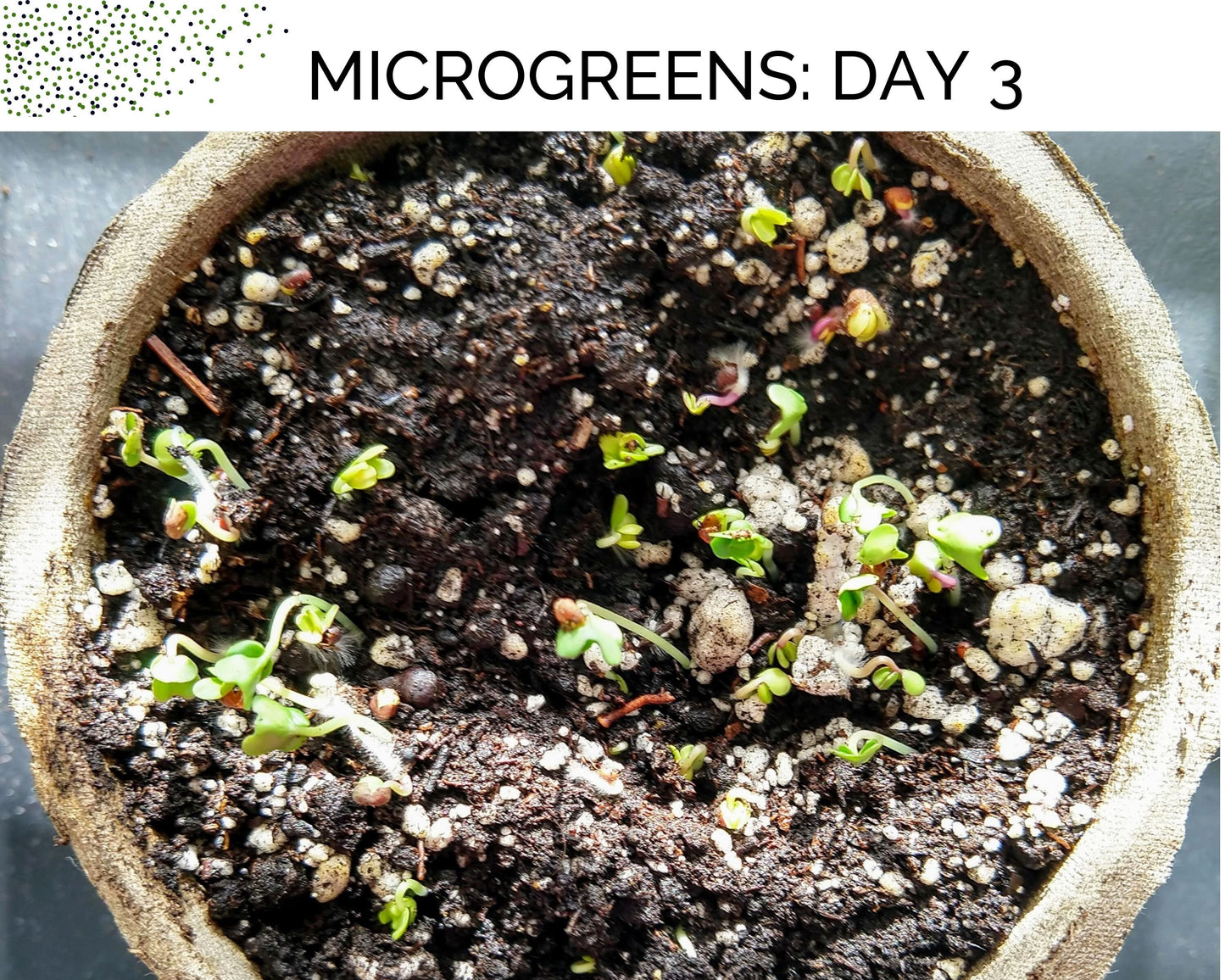 Mega Microgreens! Organic Seed Collection