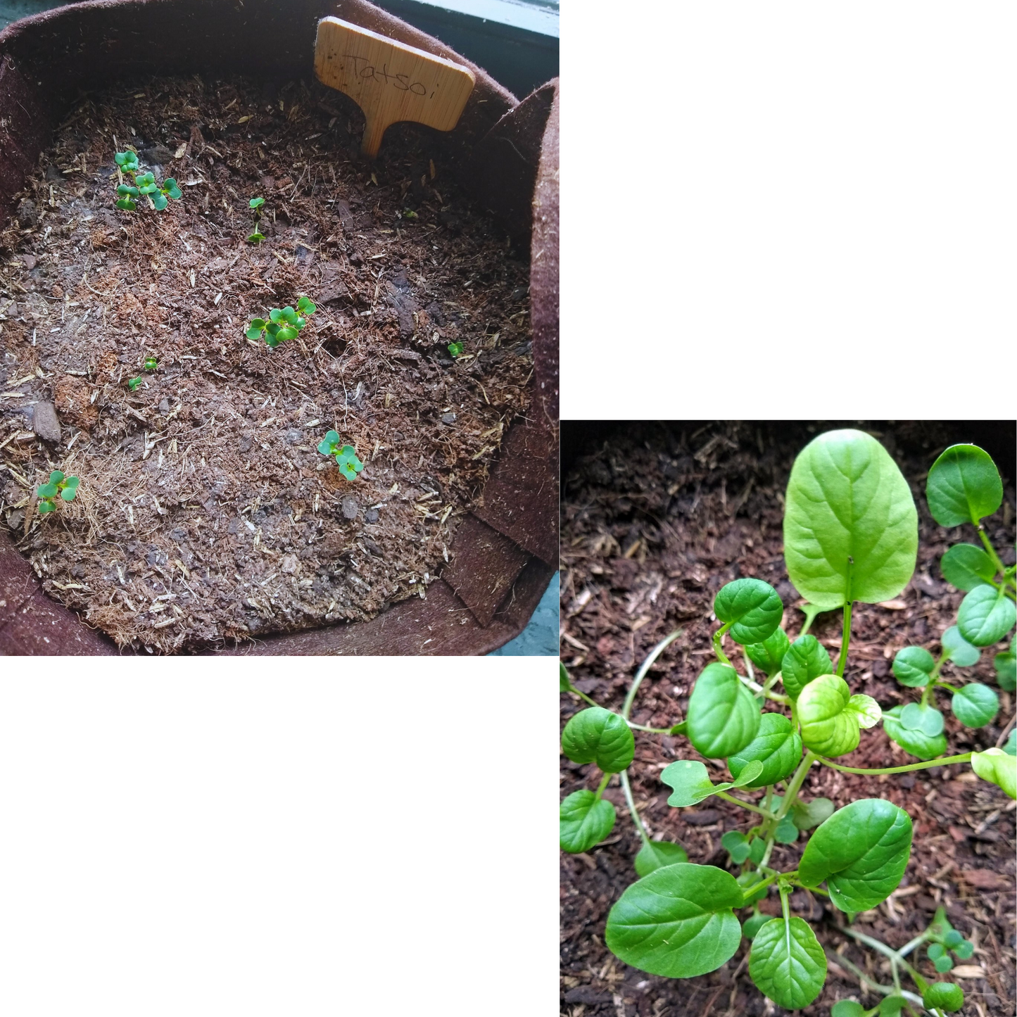 Organic Asian Tatsoi (Leafy Green) Garden Kit.